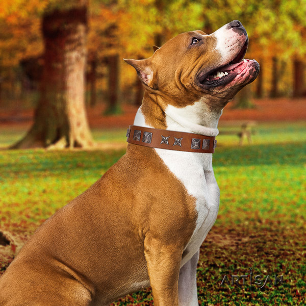 Amstaff stylish design full grain genuine leather dog collar for stylish walking