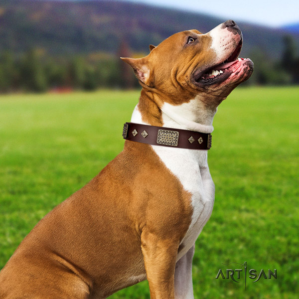 Amstaff trendy genuine leather dog collar with embellishments for everyday walking