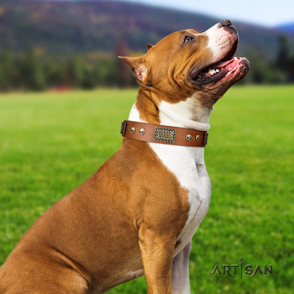 Amstaff fashionable full grain leather dog collar with decorations for easy wearing