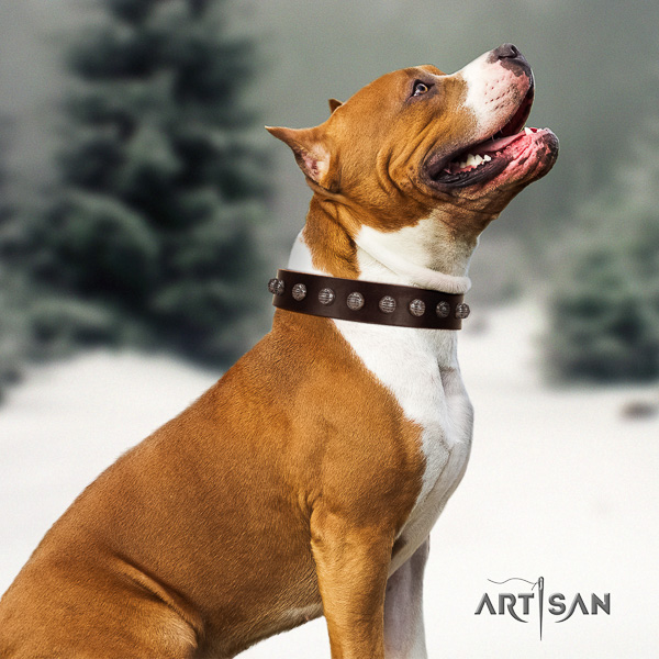 Amstaff adorned full grain leather dog collar for everyday walking