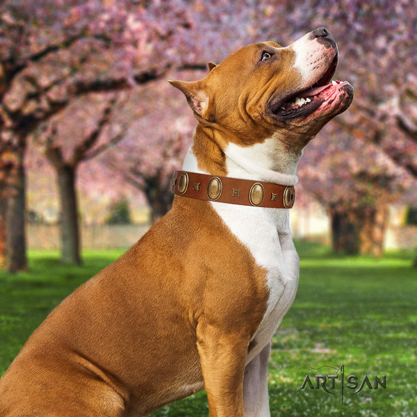 Amstaff adjustable full grain natural leather dog collar for basic training