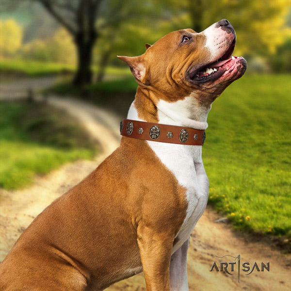 Amstaff fine quality leather dog collar for fancy walking