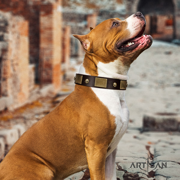 Amstaff extraordinary full grain leather dog collar for daily use