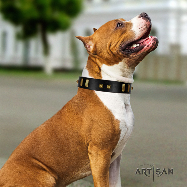 Amstaff handmade genuine leather dog collar for easy wearing