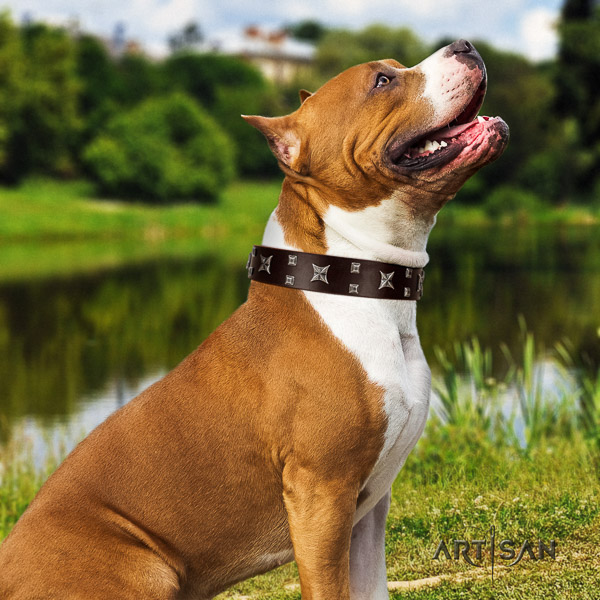 Amstaff adorned full grain genuine leather dog collar for daily walking