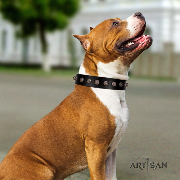 Amstaff adjustable full grain leather dog collar for basic training