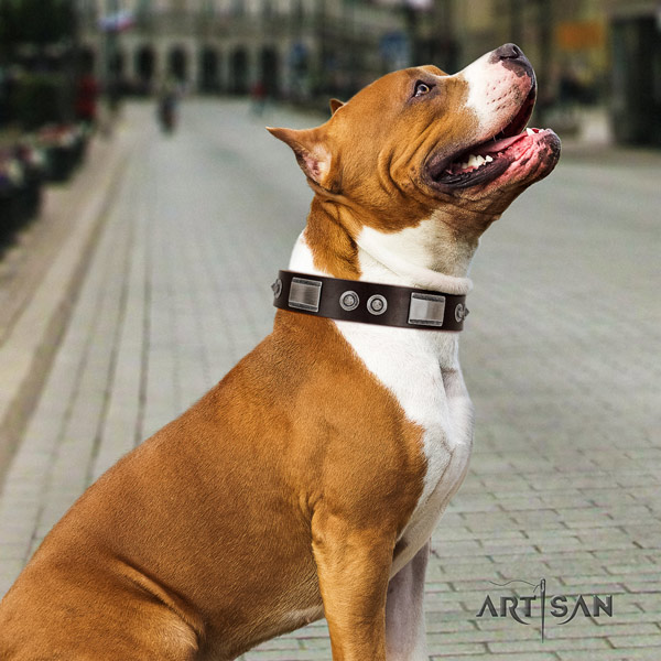 Amstaff amazing genuine leather dog collar with embellishments for basic training