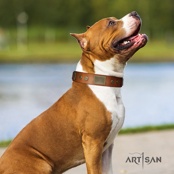 Amstaff amazing full grain leather dog collar with adornments for basic training
