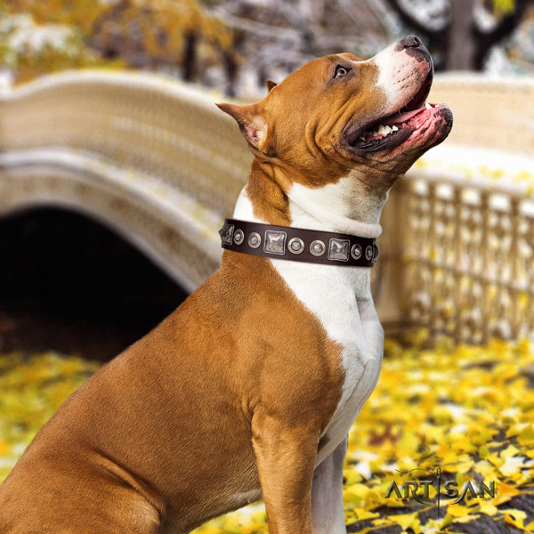 Amstaff stylish full grain leather dog collar with embellishments for fancy walking