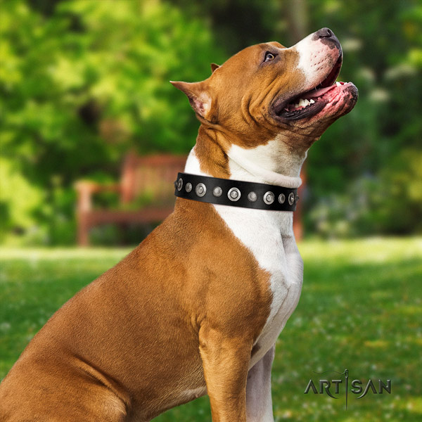 Amstaff remarkable genuine leather dog collar with adornments for walking