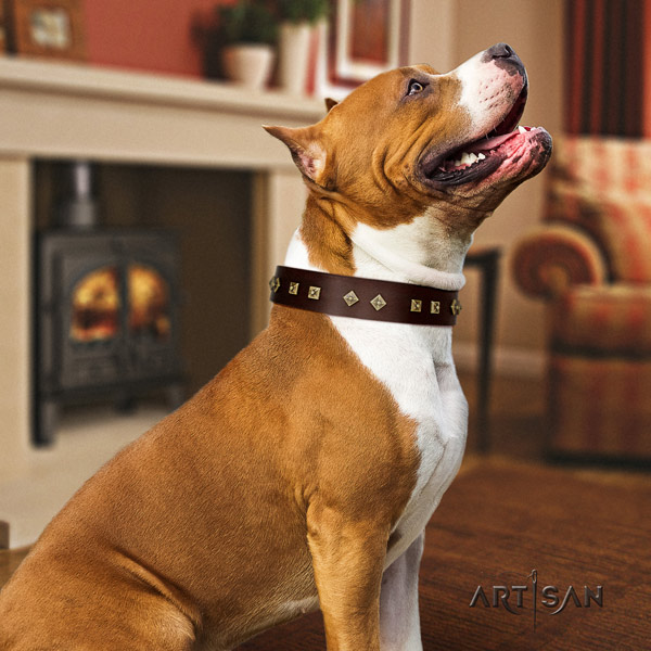Amstaff significant leather dog collar with adornments for everyday walking