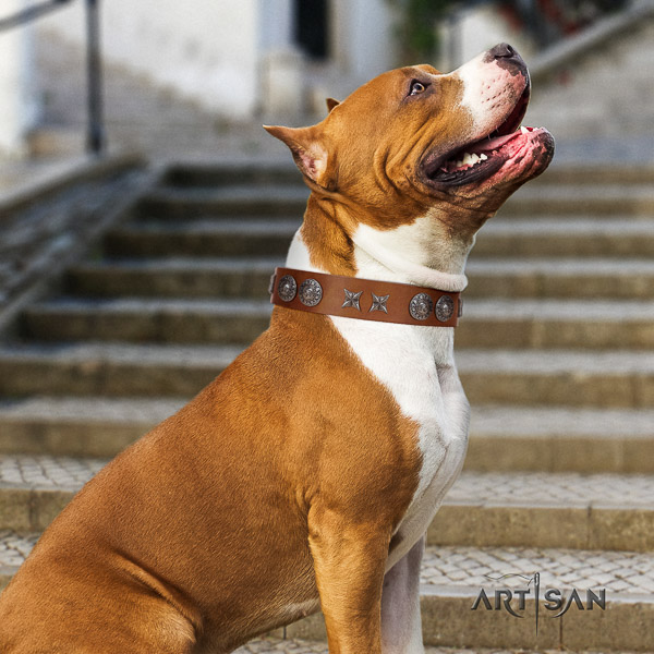 Amstaff decorated full grain natural leather dog collar for everyday walking