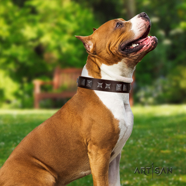 Amstaff trendy natural genuine leather dog collar for basic training