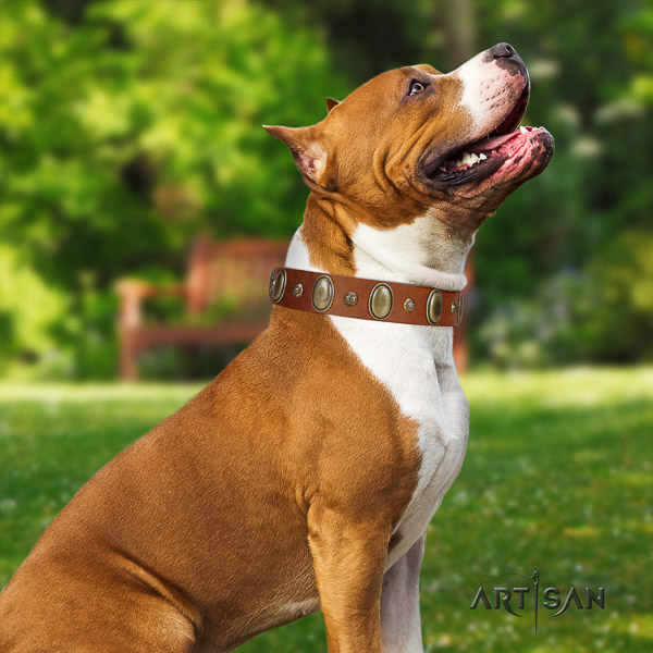 Amstaff handcrafted leather dog collar for daily walking