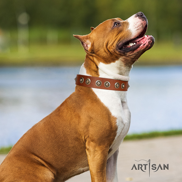 Amstaff easy to adjust full grain genuine leather dog collar for walking