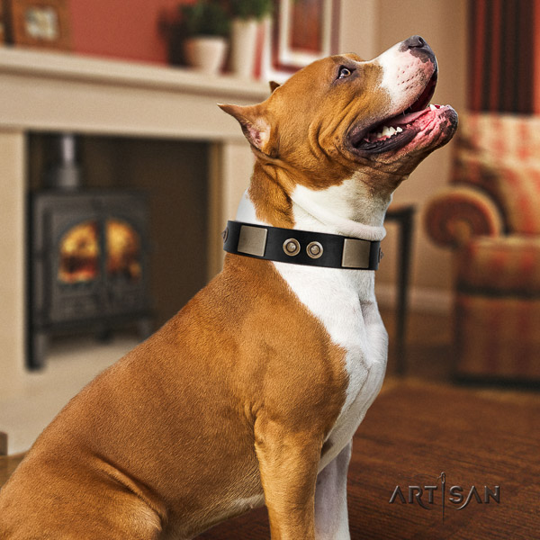 Amstaff adorned natural genuine leather dog collar for stylish walking