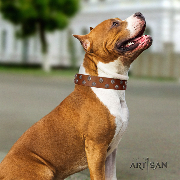Amstaff handmade leather dog collar for daily walking