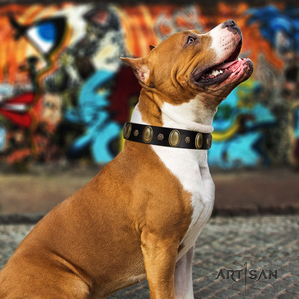 Amstaff easy wearing full grain leather dog collar for fancy walking