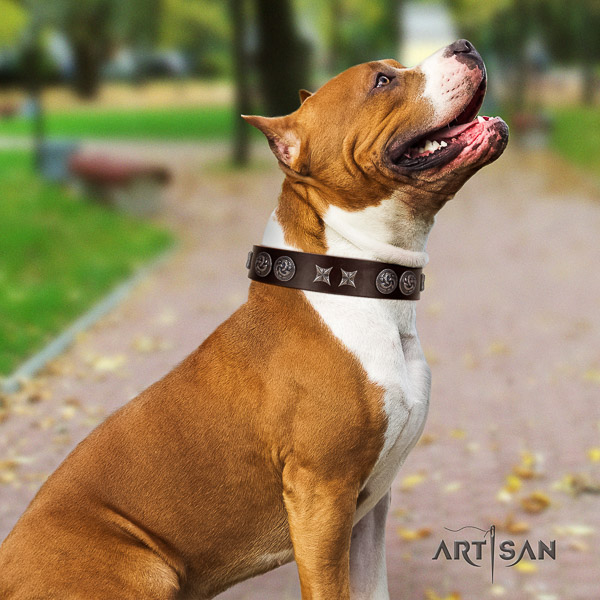 Amstaff perfect fit leather dog collar for daily use