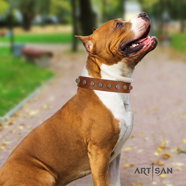 Amstaff easy wearing genuine leather dog collar for fancy walking