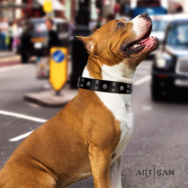 Amstaff designer full grain natural leather dog collar for everyday walking