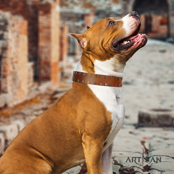 Amstaff decorated full grain genuine leather dog collar for handy use
