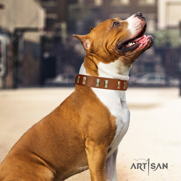 Amstaff adorned natural genuine leather dog collar for easy wearing
