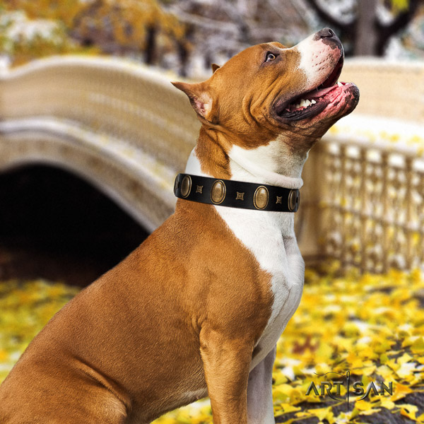 Amstaff decorated full grain natural leather dog collar for basic training