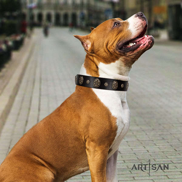 Amstaff awesome full grain natural leather dog collar for everyday walking