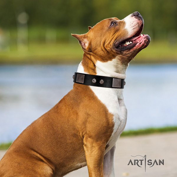 Amstaff fashionable full grain genuine leather dog collar for everyday use
