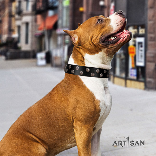 Amstaff designer leather dog collar for everyday walking