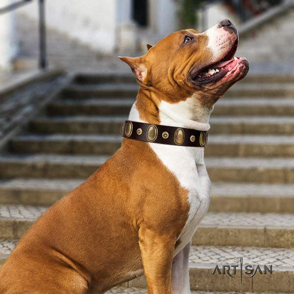 Amstaff studded genuine leather dog collar for fancy walking
