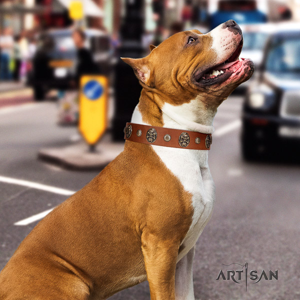 Amstaff impressive leather dog collar for comfortable wearing