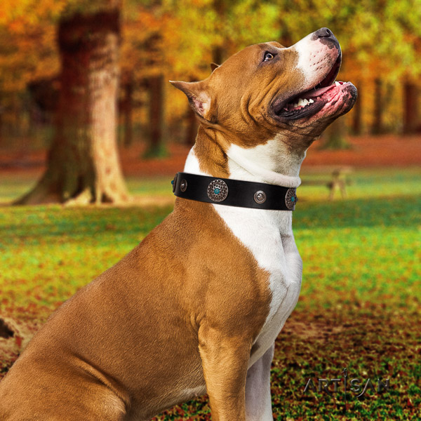 Amstaff unique full grain leather dog collar for daily walking