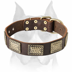 Rich and gorgeous Amstaff leather dog collar
