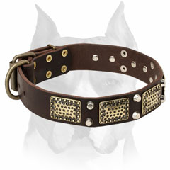 Amstaff genuine leather dog collar with buckle and D-ring
