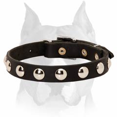 Walking and training leather dog collar for Amstaff breed