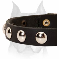 Attractive leather dog collar for Amstaff
