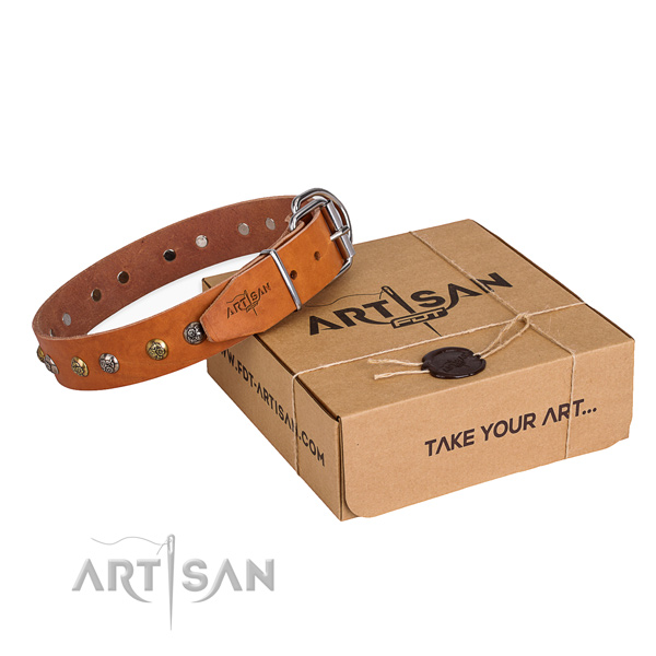 Everyday walking dog collar with Amazing rust resistant studs