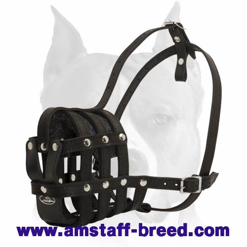 Cane Corso Breed: Dog Muzzle, Harness, Collar, Leash, Toys, Bite Sleeve