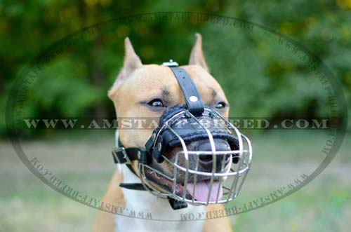 Comfortable basket dog muzzle for Amstaff