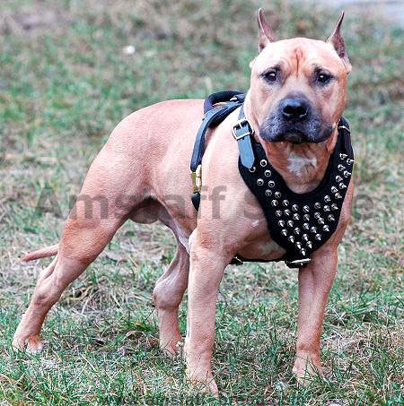 Spiked dog harness